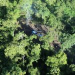 Aguia pousado na clareira Aguia pousado na clareira