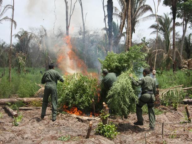 Resultado de imagem para fotos da erradicação da maconha no maranhão CTA