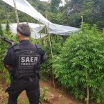 Polícia Civil de Santa Catarina, com apoio do SAER, localiza plantação de maconha em Garopaba
