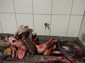 Peixes apreendidos durante a operaçao (Foto/Divulgação:PMA)