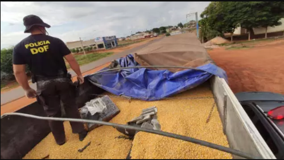 Policial do DOF após encontrar tabletes de maconha escondidos sob carga de milho. (Foto: Divulgação) - CREDITO: CAMPO GRANDE NEWS